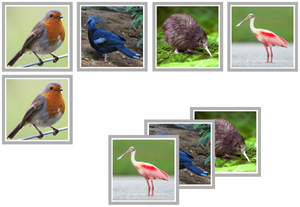 bird matching cards - Montessori Print Shop