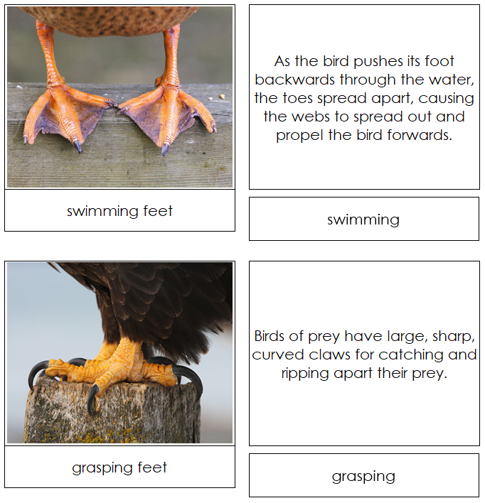 Animal Adaptation: Birds & Their Feet - Montessori Print Shop