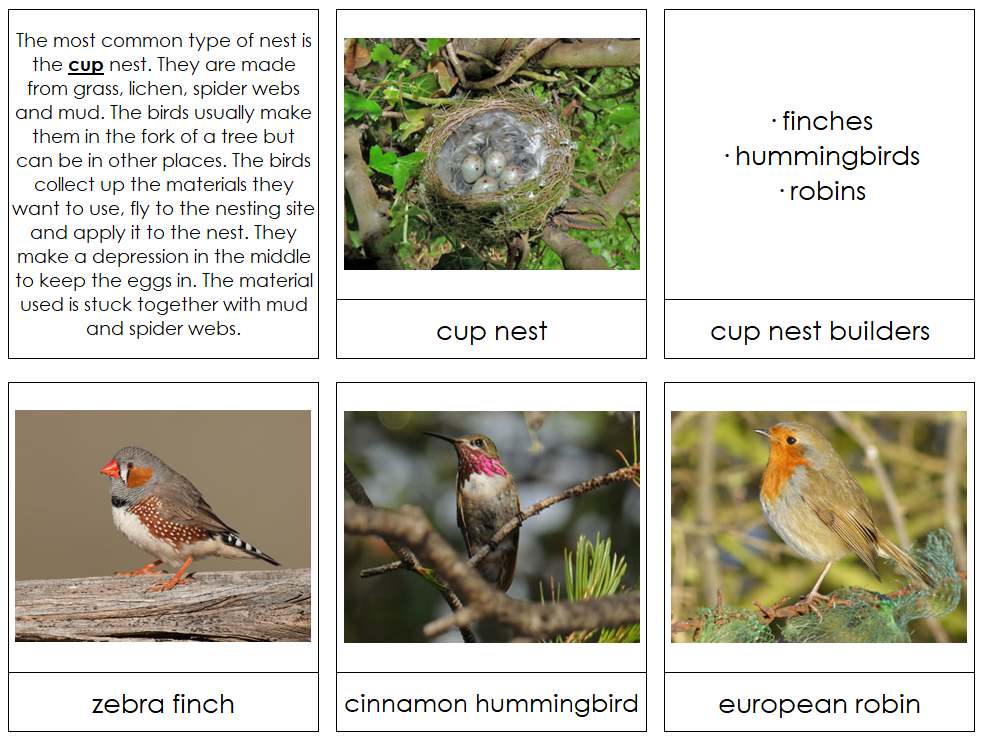 Bird Nest Information Cards - Montessori Print Shop