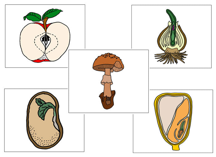 Botany Nomenclature Bundle Set 2 - Montessori Print Shop