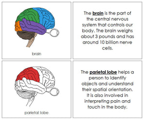 Parts of a Brain Nomenclature Book (red) - Montessori Print Shop