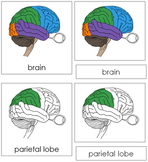 Brain Nomenclature 3-Part Cards - Montessori Print Shop