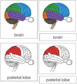 Brain Nomenclature 3-Part Cards (red) - Montessori Print Shop