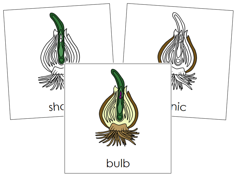 Bulb Nomenclature Cards - Montessori Print Shop