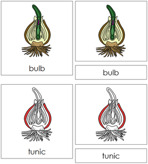 Bulb Nomenclature 3-Part Cards (red) - Montessori Print Shop