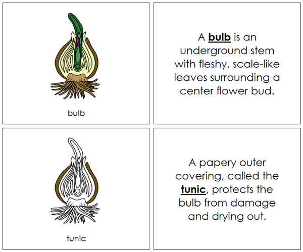 Bulb Nomenclature Book - Montessori Print Shop