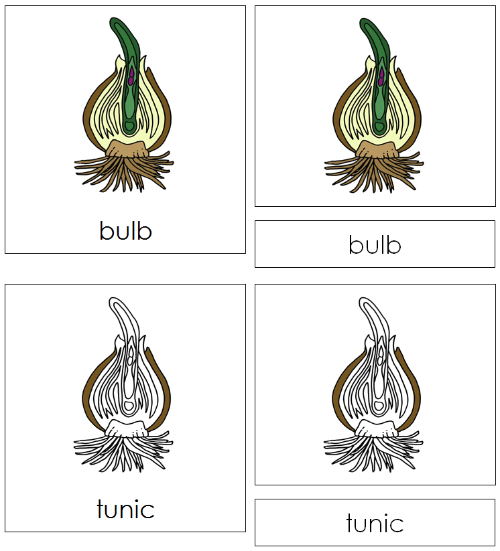 Bulb Nomenclature 3-Part Cards - Montessori Print Shop