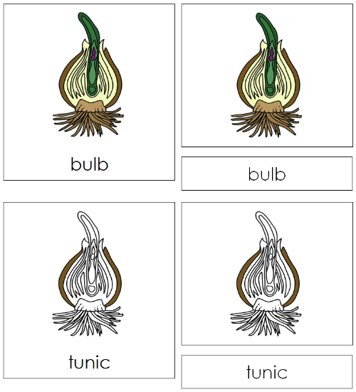 Bulb Nomenclature Cards - Montessori Print Shop