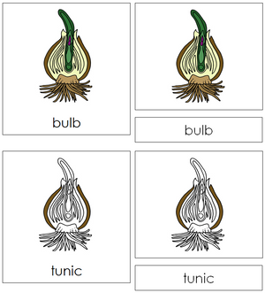 Bulb Nomenclature Cards - Montessori Print Shop