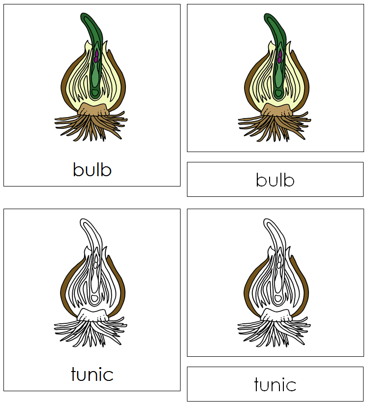 Botany Nomenclature Bundle Set 2 - Montessori Print Shop