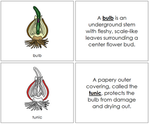 Parts of a Bulb Nomenclature Book (red)  - Montessori Print Shop