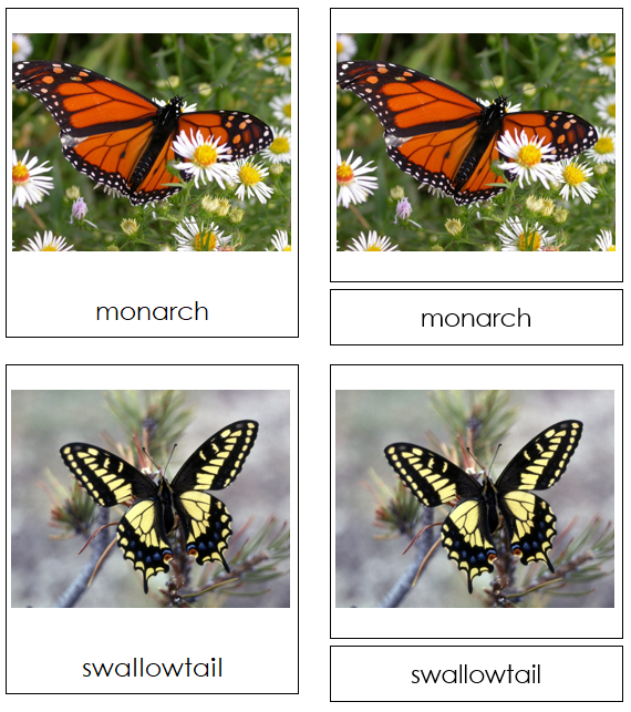 butterfly cards - Montessori Print Shop