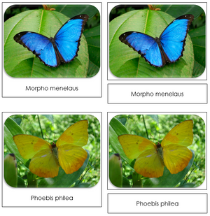 Butterflies Safari Toob Cards - Montessori Print Shop