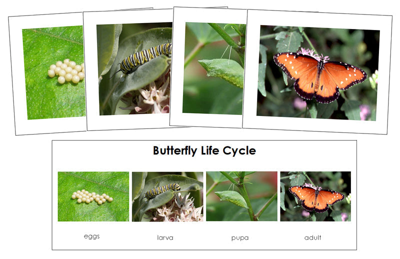 Butterfly Life Cycle Sequence Cards - Montessori Print Shop