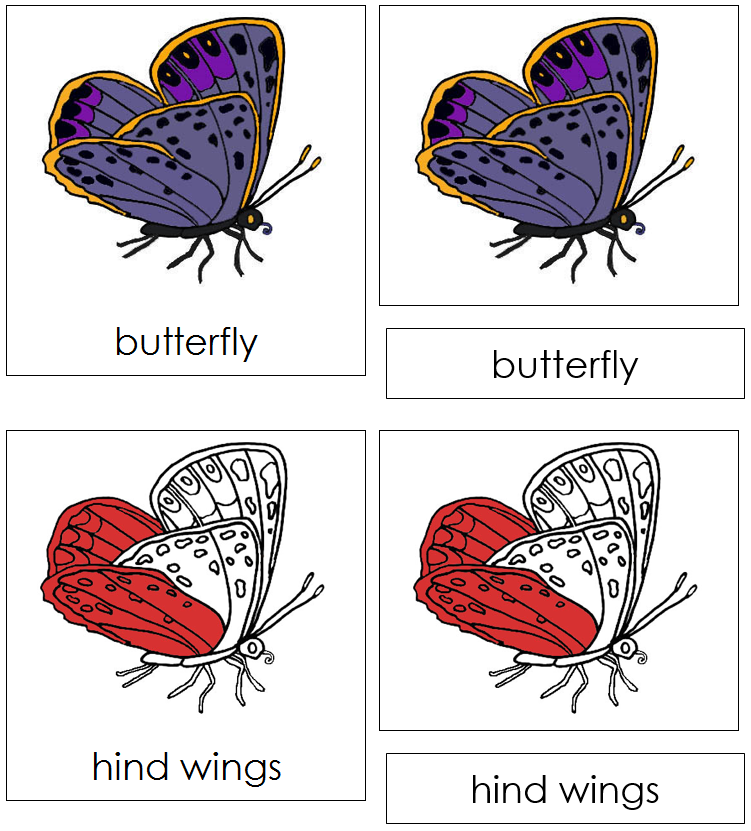 Butterfly Nomenclature Cards (red) - Montessori Print Shop