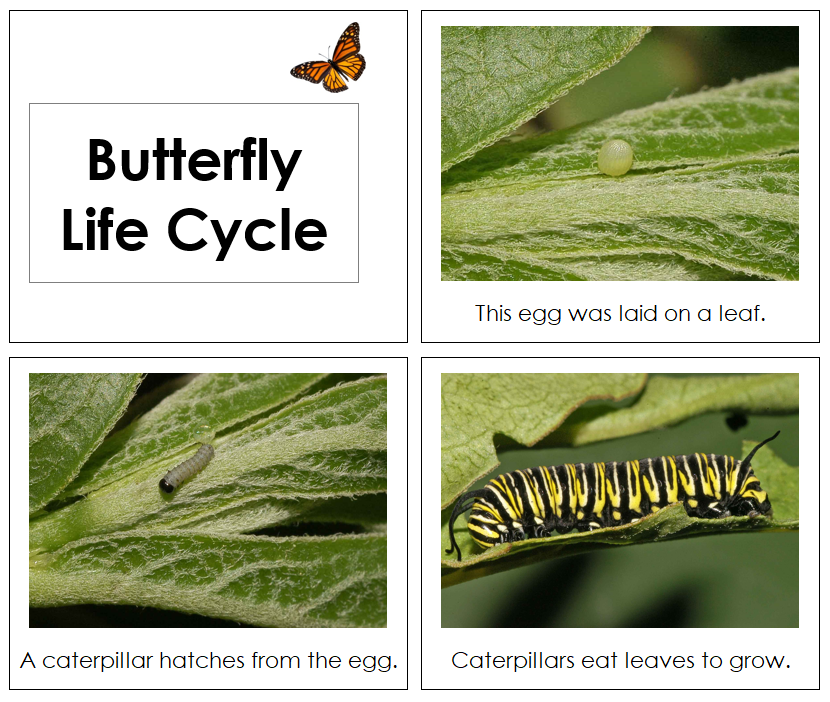 Butterfly Life Cycle Book - Toddler - Montessori Print Shop
