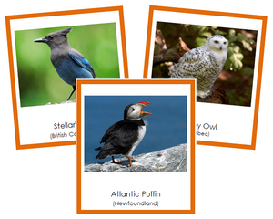Canadian Provincial Birds - Montessori continent cards