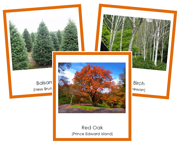 Canadian Provincial Trees - Montessori geography cards