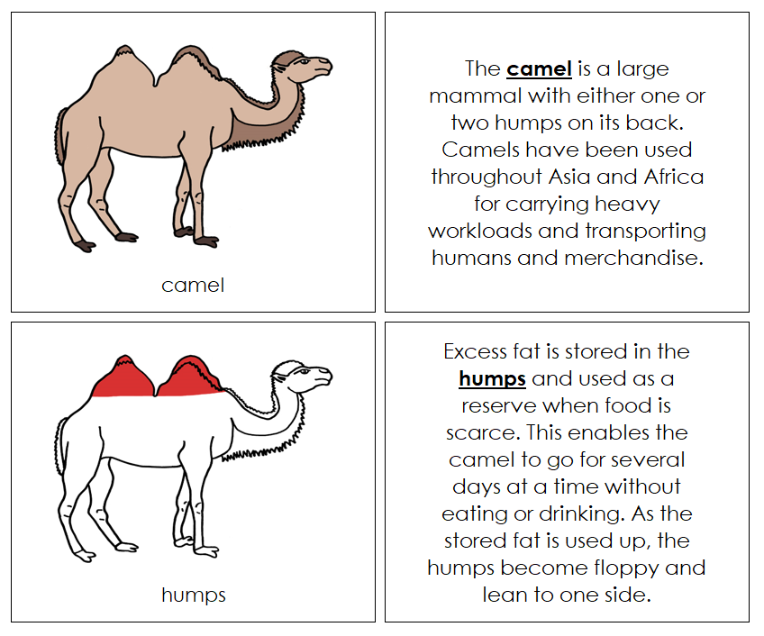 Camel Nomenclature Book (red) - Montessori Print Shop