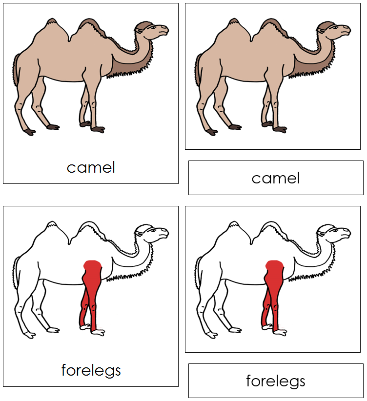 Camel Nomenclature Cards (red) - Montessori Print Shop