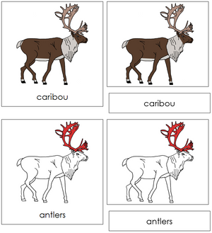 Caribou Nomenclature 3-Part Cards (red) - Montessori Print Shop