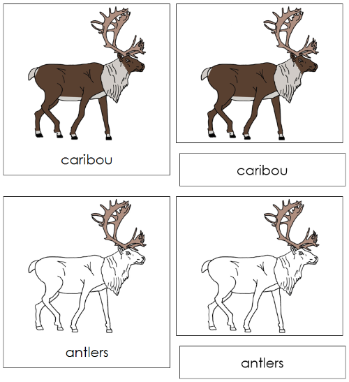 Caribou Nomenclature Cards - Montessori Print Shop