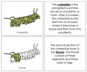 Caterpillar Nomenclature Book - Montessori Print Shop