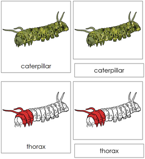 Caterpillar Nomenclature 3-Part Cards (red) - Montessori Print Shop