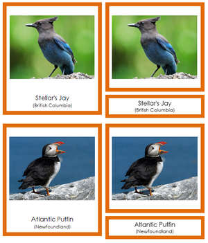Canadian Provincial Birds (color-coded) - Montessori Print Shop