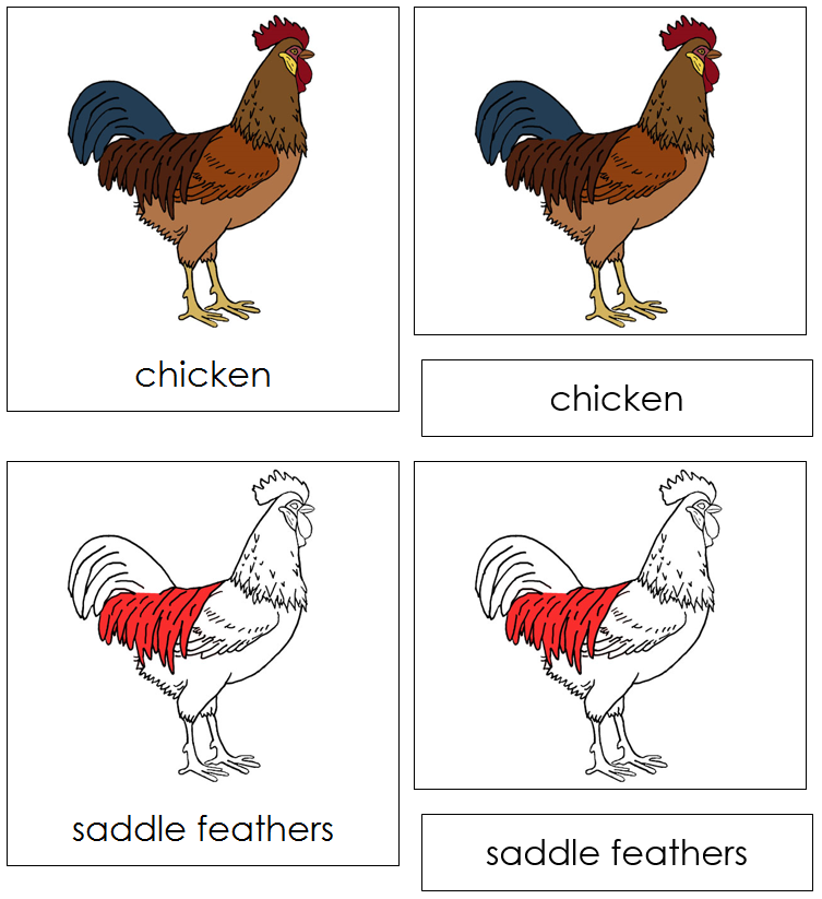 Chicken Nomenclature Cards (red) - Montessori Print Shop