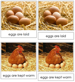 Life Cycle of the Chicken Nomenclature 3-Part Cards & Charts - Montessori Print Shop