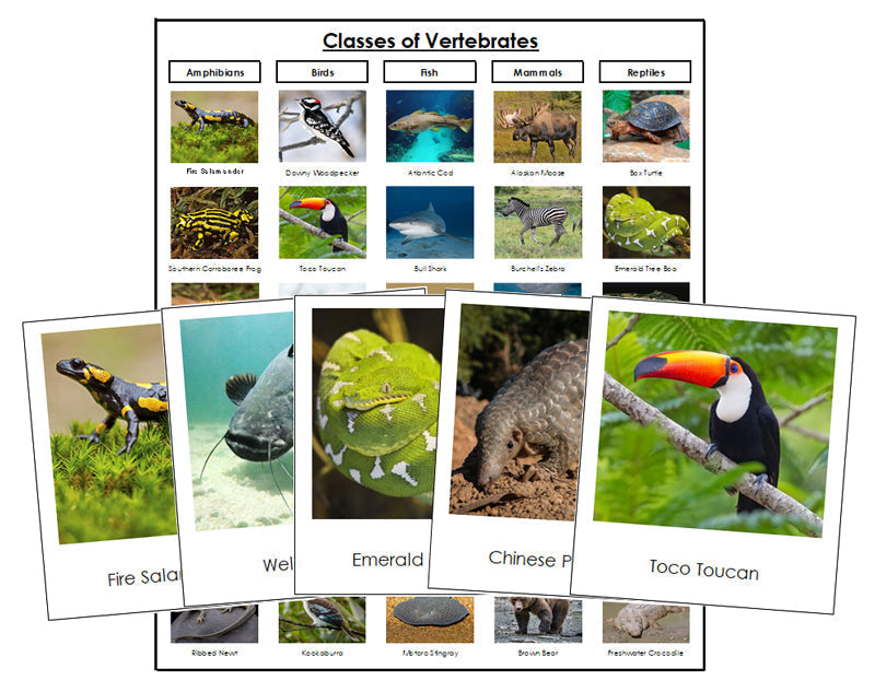 Classes of Vertebrates Sorting - Montessori Print Shop zoology materials