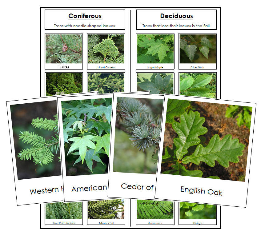 Coniferous Vs Deciduous PPT Coniferous Trees PowerPoint