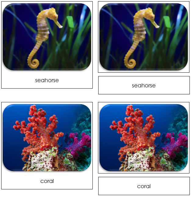 Coral Reef - Safari Toob Cards