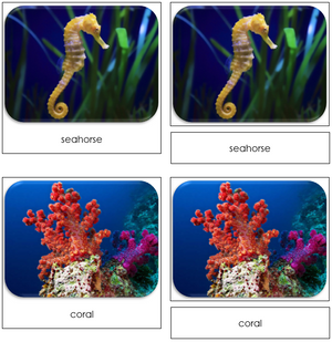 Coral Reef - Safari Toob Cards