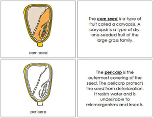 Corn Seed Nomenclature Book - Montessori Print Shop