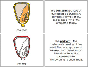 Corn Seed Nomenclature Book (Red) - Montessori Print Shop