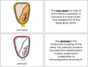 Parts of a Corn Seed Nomenclature Book (red) - Montessori Print Shop