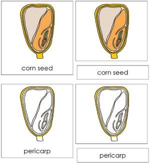 Corn Seed Nomenclature 3-Part Cards - Montessori Print Shop