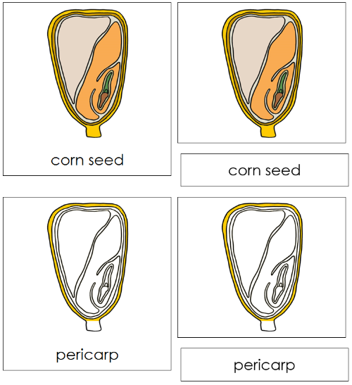 Corn Seed Nomenclature Cards - Montessori Print Shop
