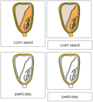Corn Seed Nomenclature Cards - Montessori Print Shop
