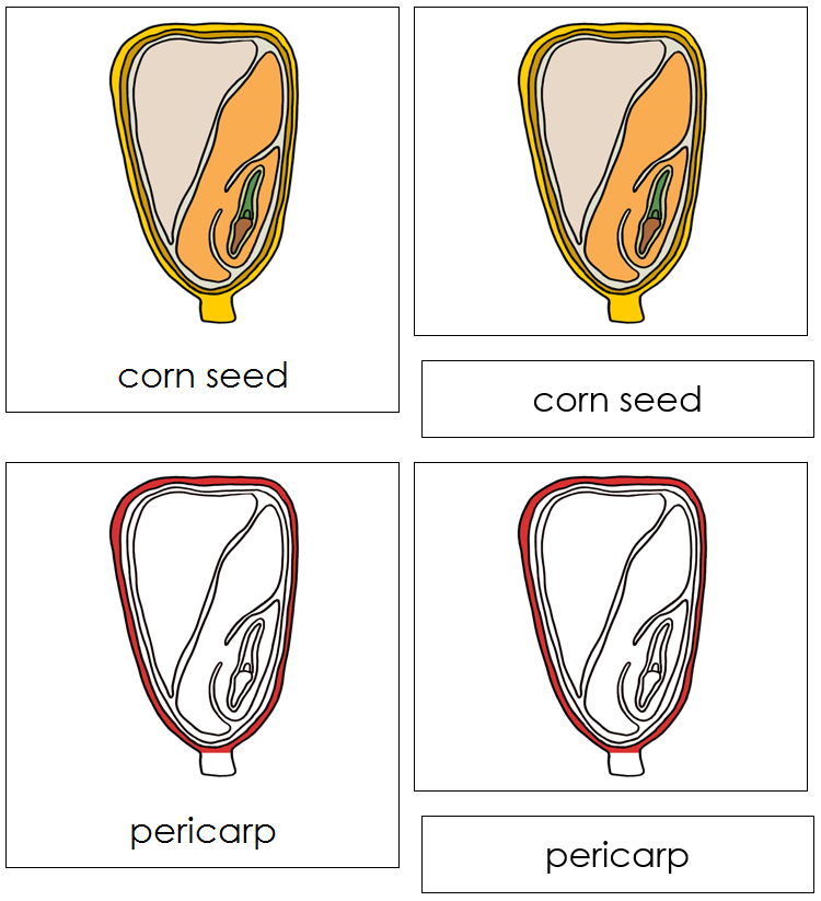 Corn Seed Nomenclature Cards (Red) - Montessori Print Shop