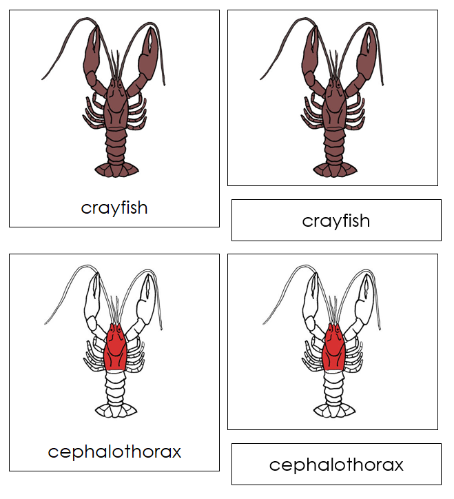 Crayfish Nomenclature Cards (red) - Montessori Print Shop