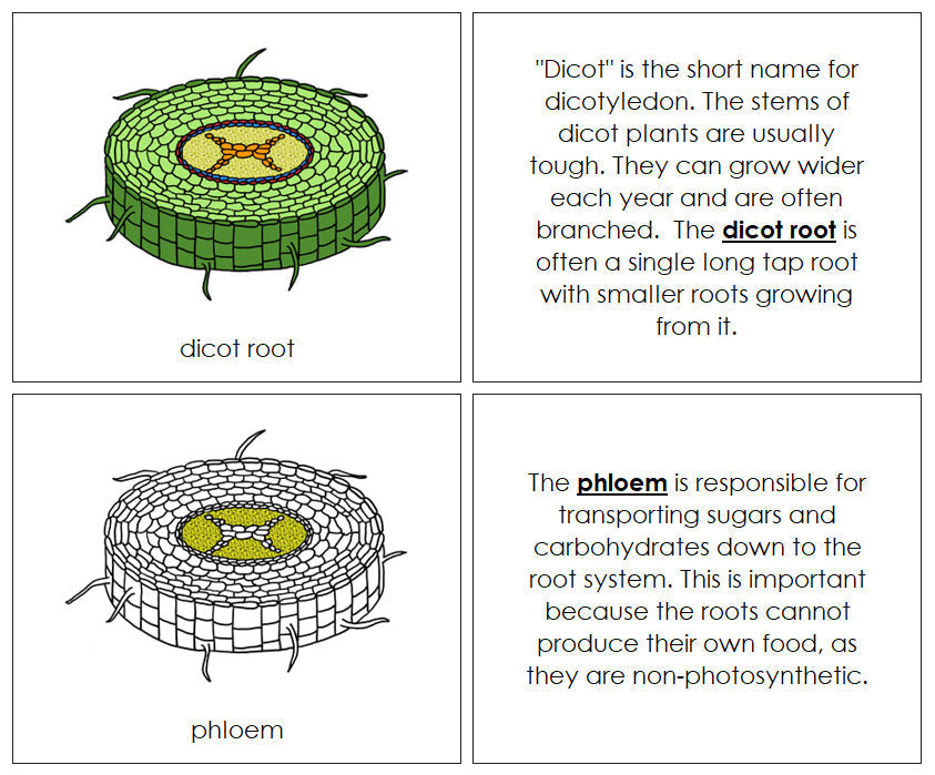 Parts of a Dicot Root Nomenclature Book - Montessori Print Shop