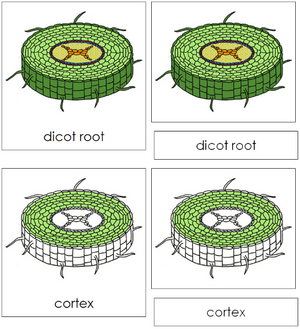 Dicot Root Nomenclature 3-Part Cards - Montessori Print Shop