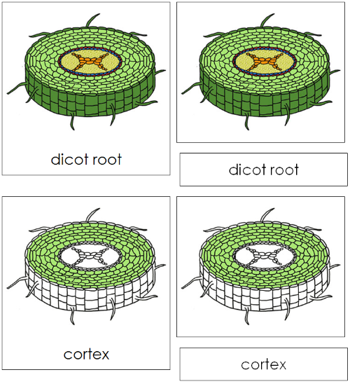Dicot Root Nomenclature Cards - Montessori Print Shop