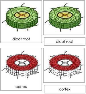 Dicot Root Nomenclature 3-Part Cards (red) - Montessori Print Shop