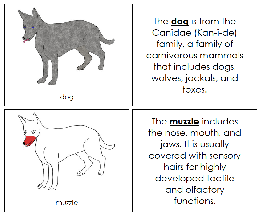 Parts of a Dog Nomenclature Book (red) - Montessori Print Shop