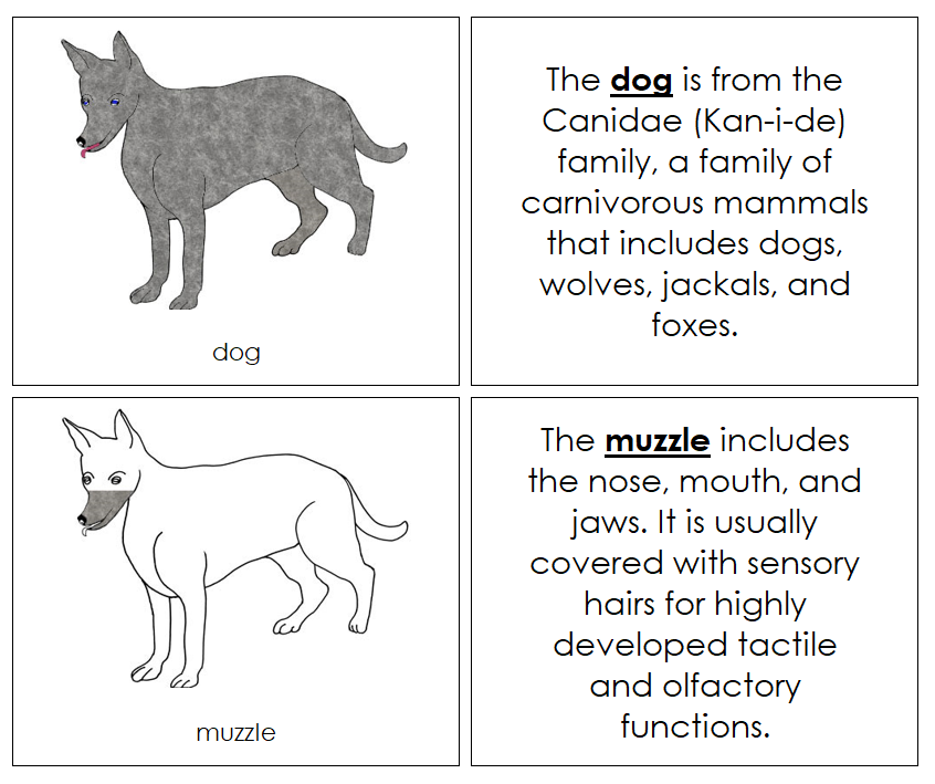 Parts of a Dog Nomenclature Book - Montessori Print Shop