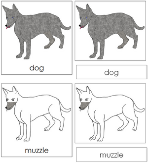 Dog Nomenclature 3-Part Cards - Montessori Print Shop